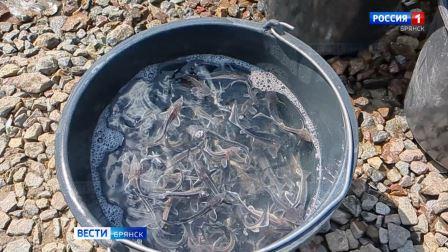 Акваторию брянской реки Десна пополнила царская рыба