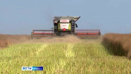 На Брянщине уборка рапса близится к завершению