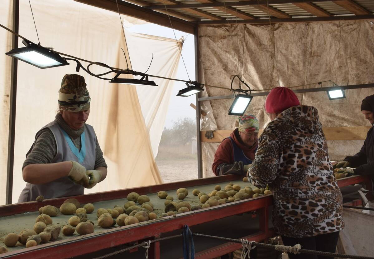 В Климовском районе Брянщины продолжают убирать картофель