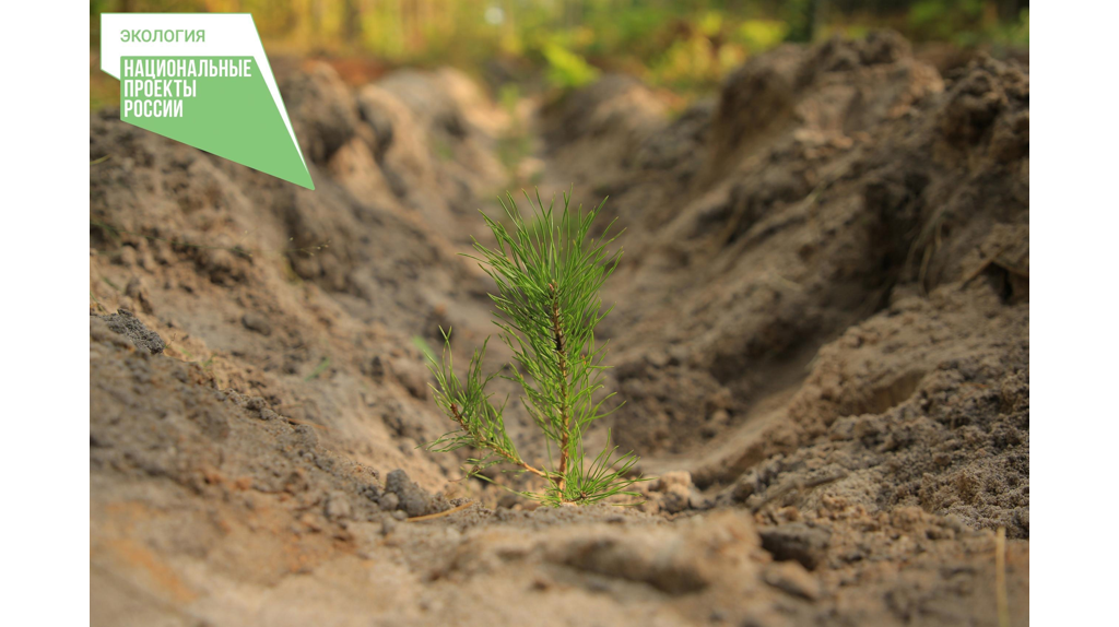 В Брянской области в рамках нацпроекта выполнено лесовосстановление на площади 2,9 тысячи гектаров