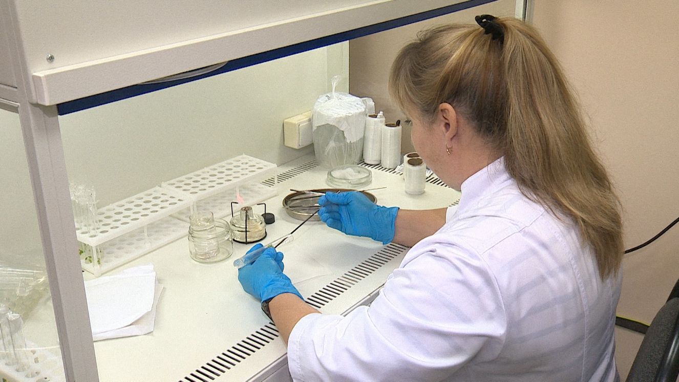 Брянские ученые используют современные биотехнологии