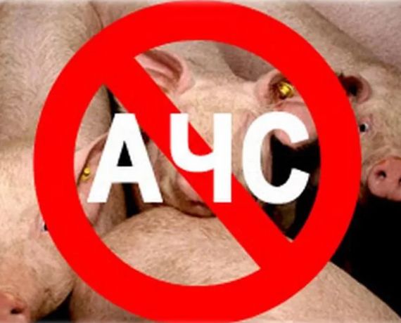 В Навлинском районе проходит месячник по обеспечению биологической защиты объектов животноводства «Без АЧС и ВГП»