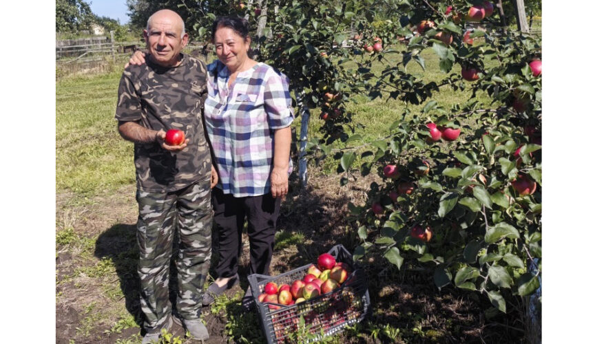 Навлинские предприниматели выращивают различные сорта яблок и малины