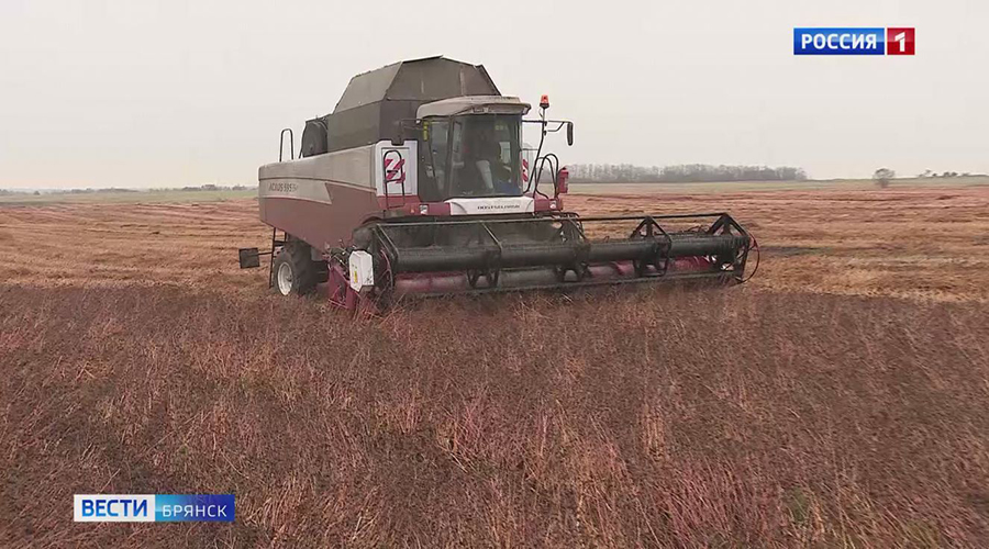 В Брянской области приступили к уборке гречихи