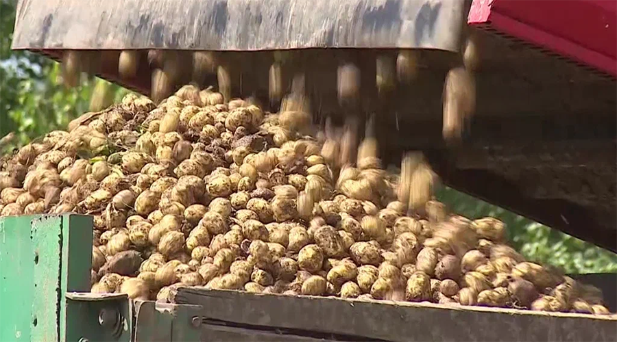 Брянским аграриям предстоит собрать рекордный урожай картофеля