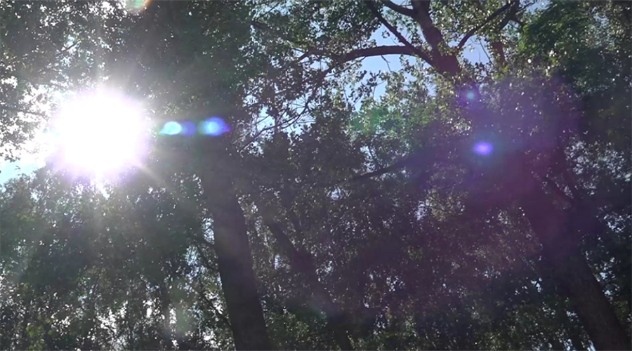 На сохранение лесов в Брянской области выделено свыше 390 миллионов рублей