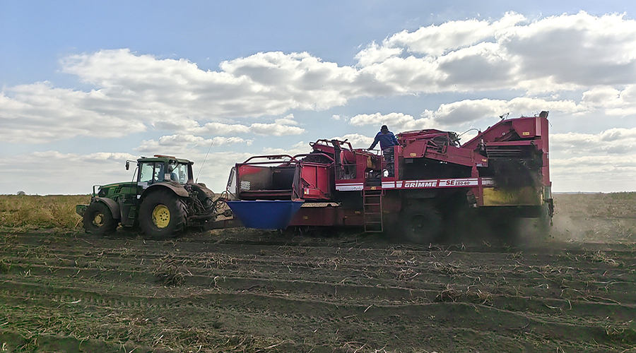 В Навлинском районе активно ведется уборка картофеля