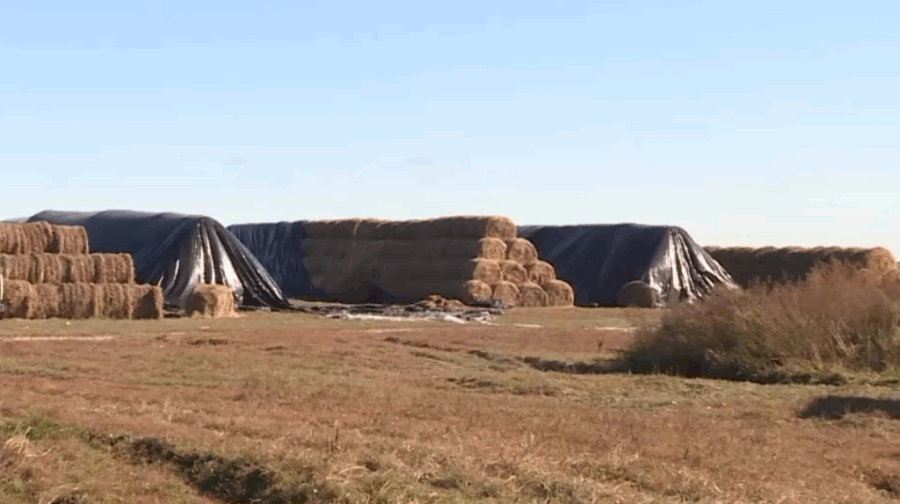 В Брянском регионе подготовлены к зимовке 239 коровников и 193 телятника