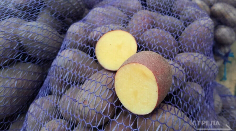 В Брянском регионе растет выпуск сельхозпродукции