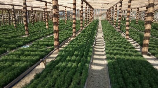 На 2026 год лесоводы Брянщины обеспечены собственным посадочным материалом