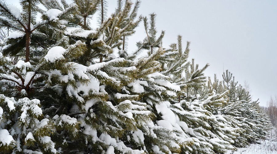 Незаконная рубка елей к новогодним праздникам запрещена