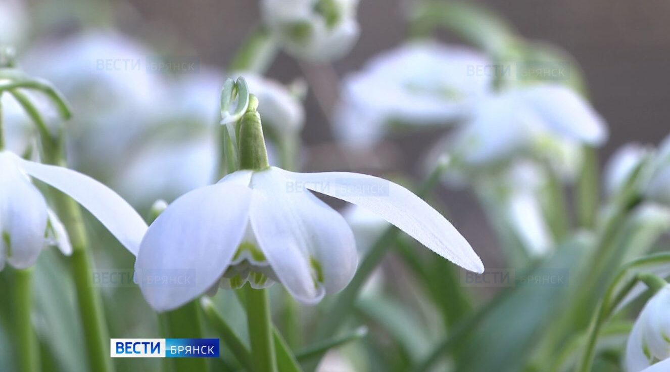 Ботанический сад имени Гроздова на Брянщине украсили первые весенние цветы