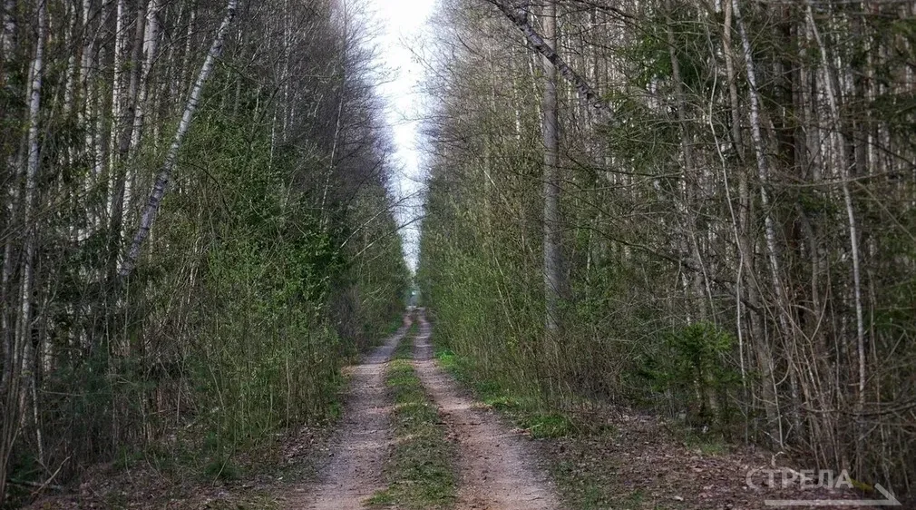 По итогам 2025 года Брянщина оказалась в лидерах ЦФО по заготовке лесных семян