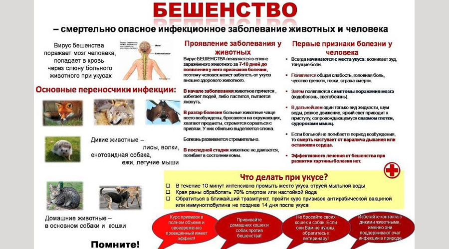 В Навлинском районе проходит месячник по профилактике бешенства домашних животных