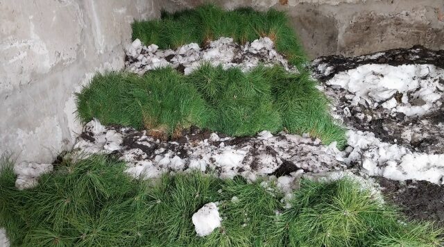 На Брянщине открылся лесокультурный сезон