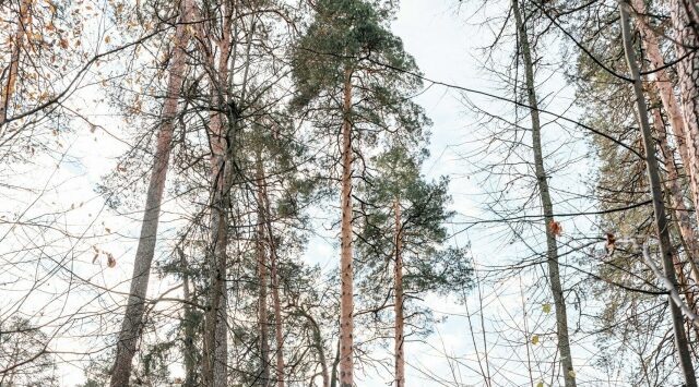 В Брянске продолжается голосование в конкурсе «Российское дерево года — 2026»