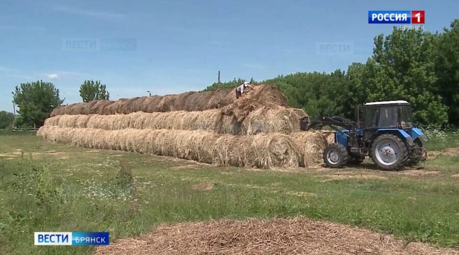 На Брянщине заготовкой кормов заняты около 250 кормоуборочных комбайнов